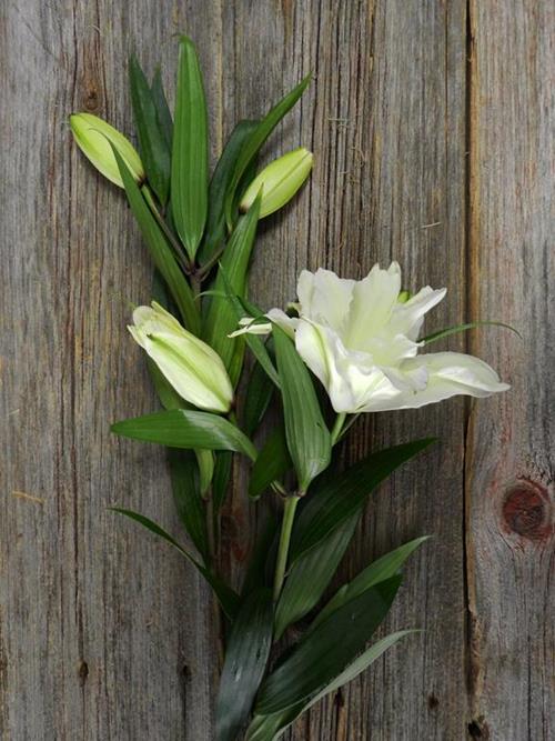 DOUBLE BLOOM ROSE LILY  WHITE ORIENTAL LILIES
